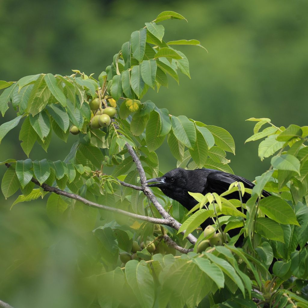 身を潜めて　    DSC_4026