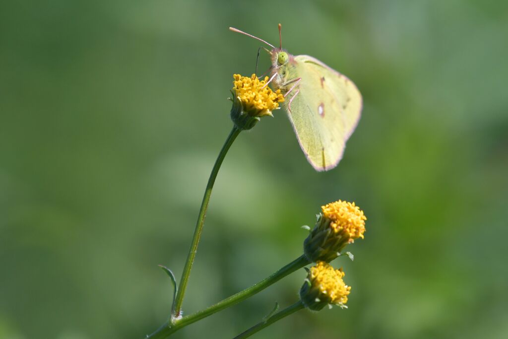 野の花にモンキチョウ　　DSC_3286