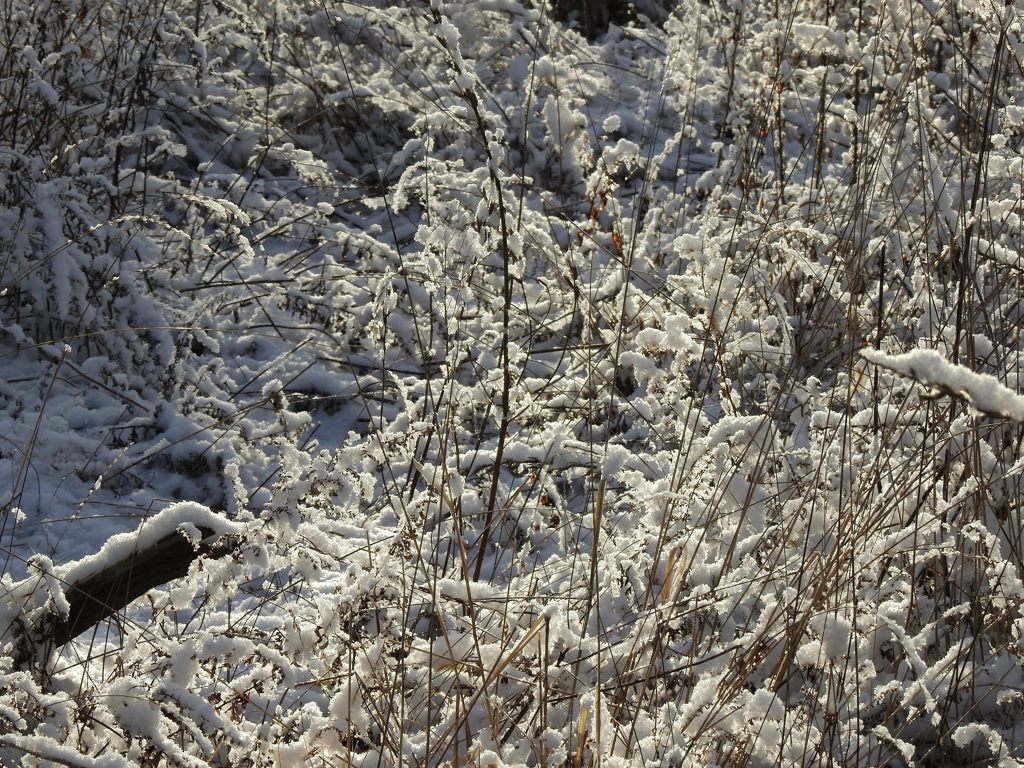 荒れ地輝く　DSCN2070