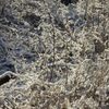 荒れ地輝く　DSCN2070