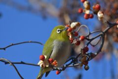 メジロ　　DSC_6145