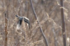 探す　DSC_8907