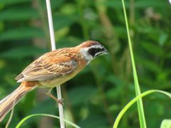 遊びにきたホオジロ　１　　　IMG_1611