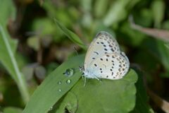 雨上がりの朝に　　DSC_2142