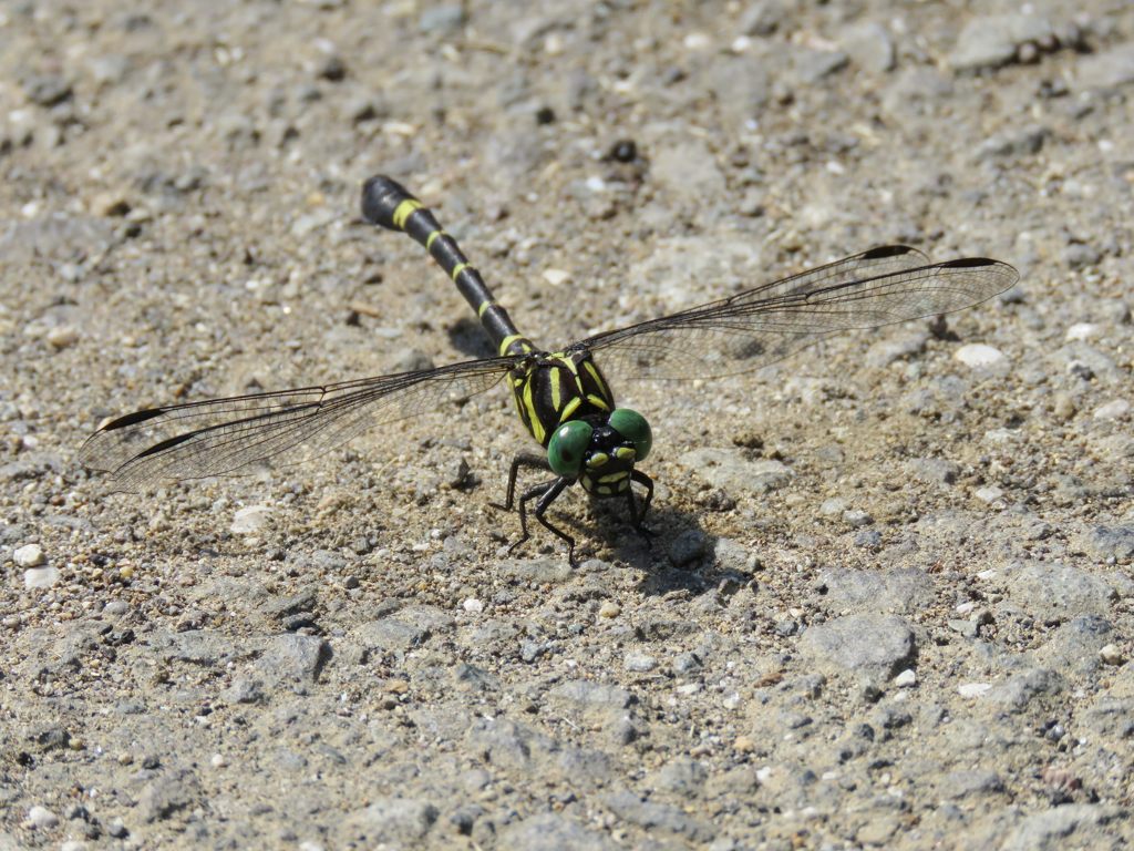 オナガサナエトンボ　IMG_2570