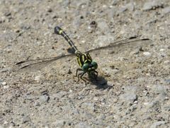 オナガサナエトンボ　IMG_2570