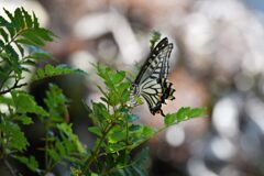 命を託す　　DSC_0026