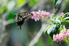 ナミアゲハの舞　　DSC_4603