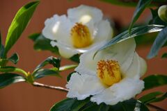 ナツツバキ　　DSC_7621