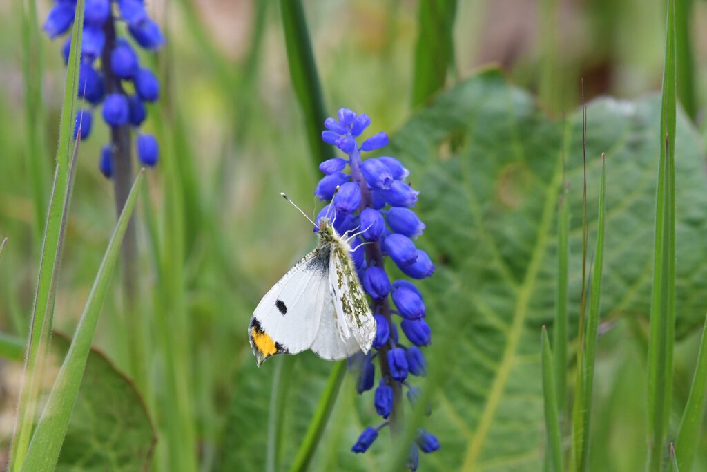 ムスカリにツマキチョウ　　DSC_6547