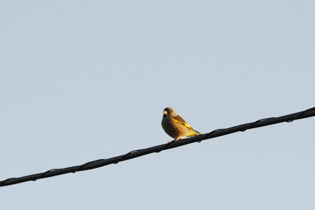 う～む・・・　　　DSC_8899