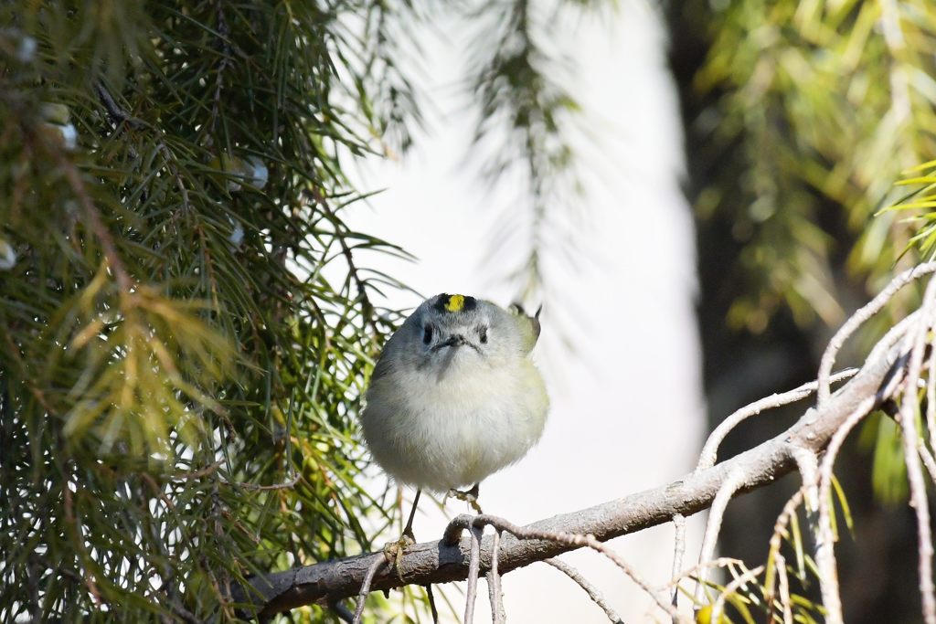 前からも撮って　DSC_7126