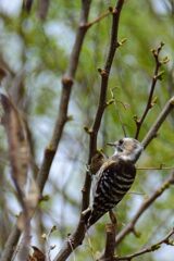 食事中のコゲラ　　DSC_6419