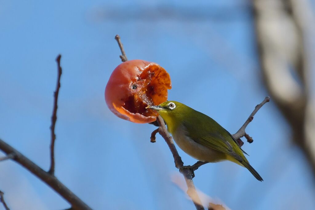 今のうちに　DSC_5918