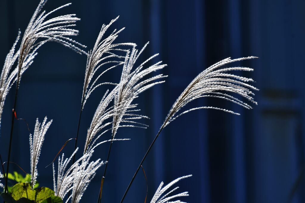 晩秋の輝き　　DSC_4661