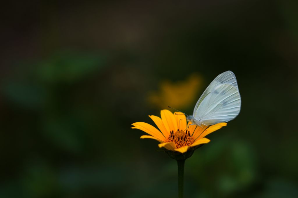 黄と白と　DSC_2305