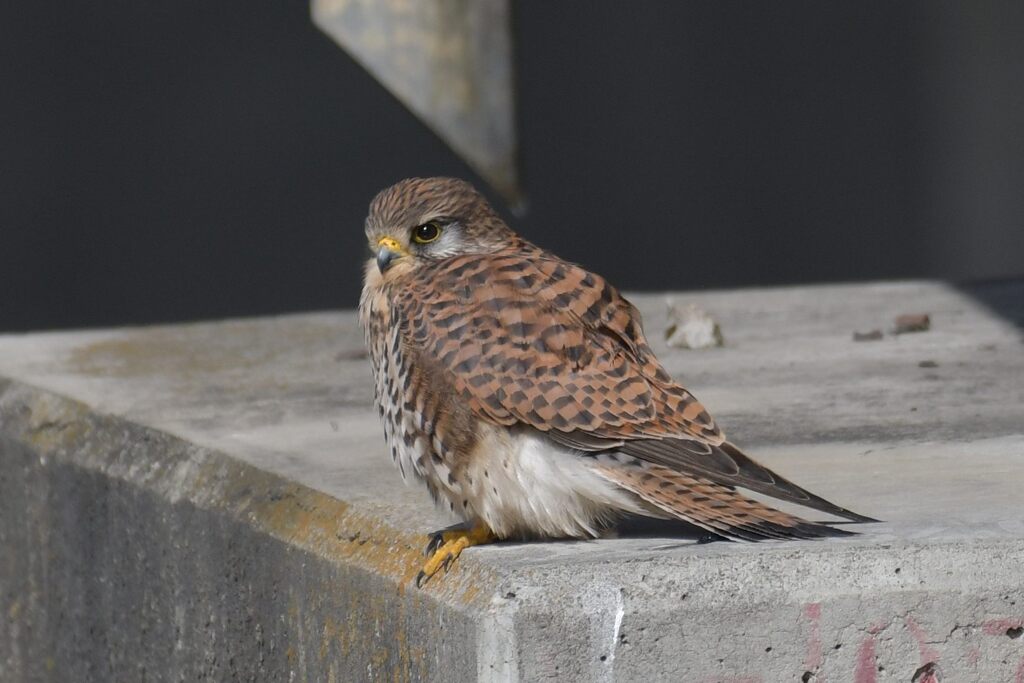 眼光鋭く　　DSC_7561