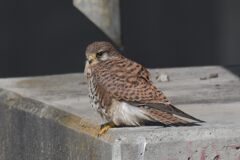 眼光鋭く　　DSC_7561