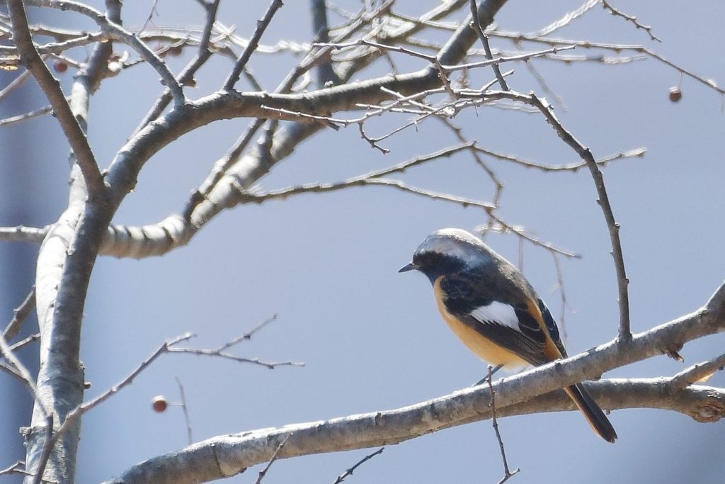 ジョウビタキ　DSC_6876