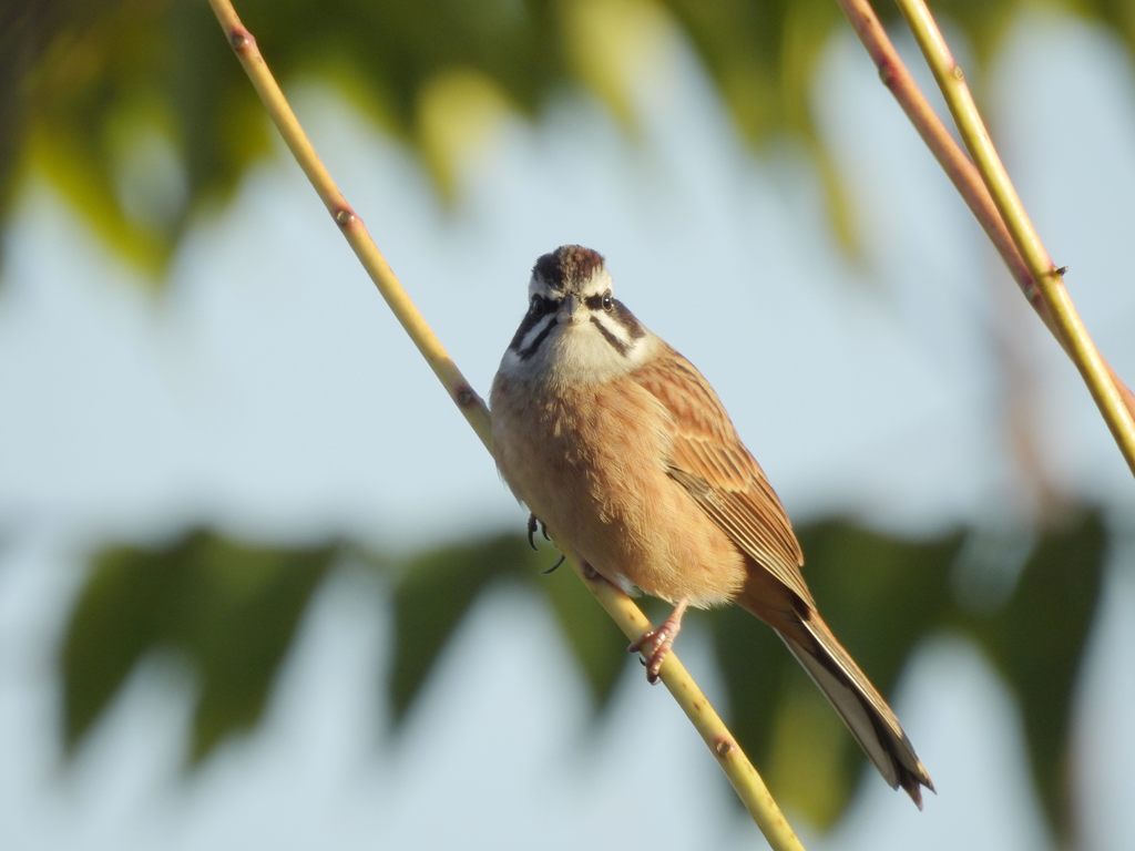 何か用？　DSCN0595