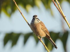 何か用？　DSCN0595