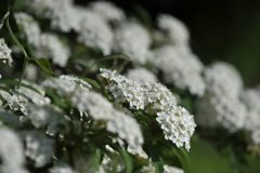 白い花　DSC_3419