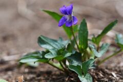 野の花　　DSC_7981