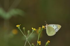 モンキチョウ　DSC_9509