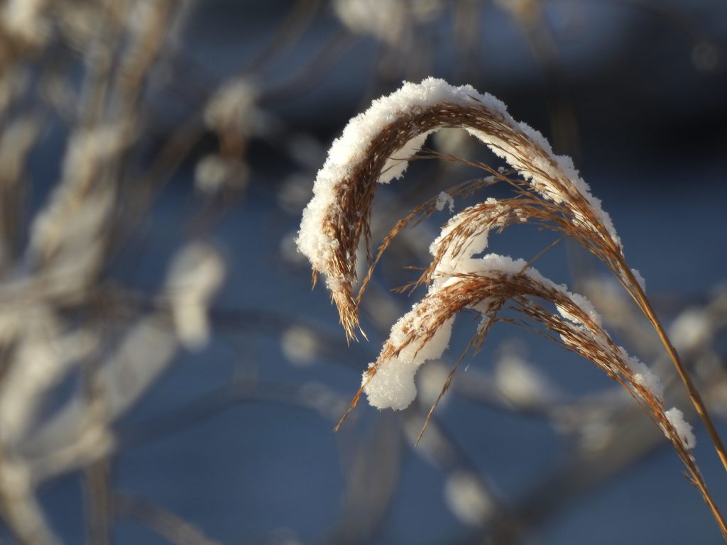 雪かぶり　DSCN2061