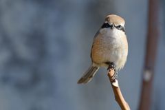 バランス　DSC_5107