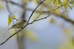 ちょっとすまして　DSC_2172