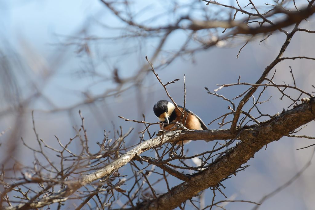 ヤマガラ　DSC_5425