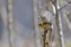 しまった！　　　DSC_9336
