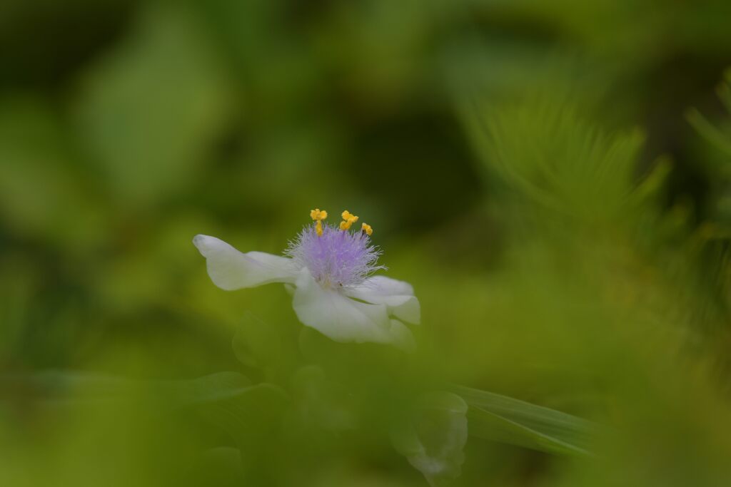 ムラサキツユクサ　　DSC_4241