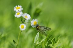 緑に透ける　　DSC_3725