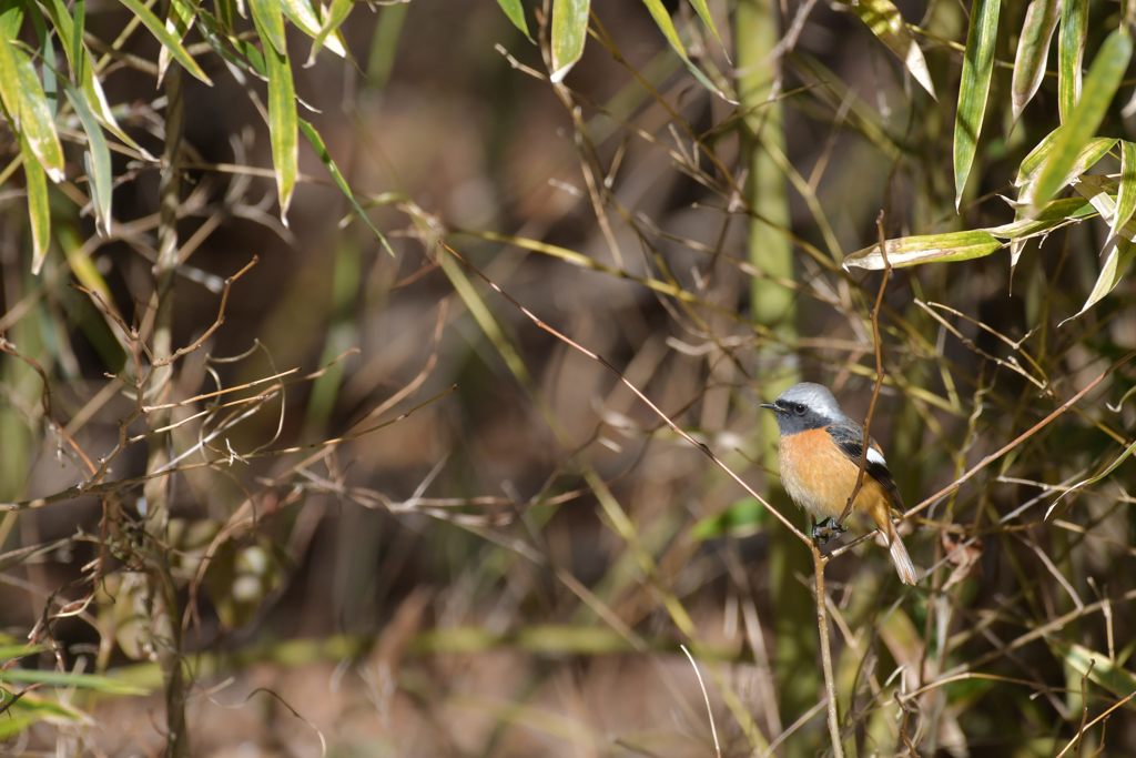 竹藪に　DSC_4690