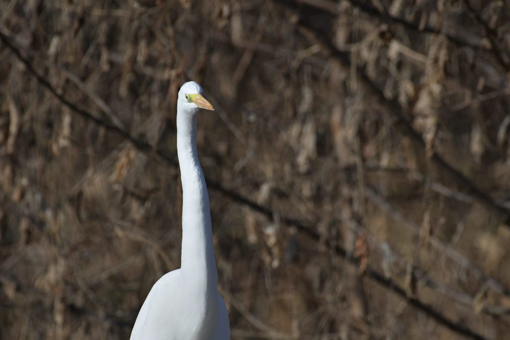 長い首　DSC_3148