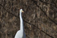 長い首　DSC_3148