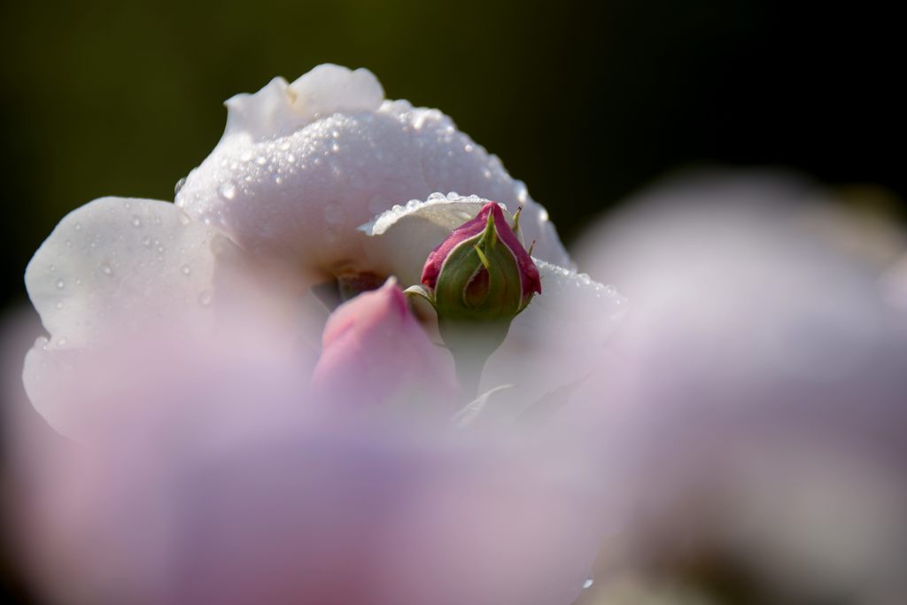 期待　DSC_2266