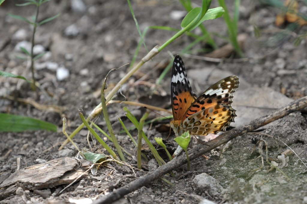 ツマグロヒョウモンの産卵　　DSC_4870