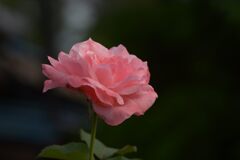 八月の薔薇　DSC_6982