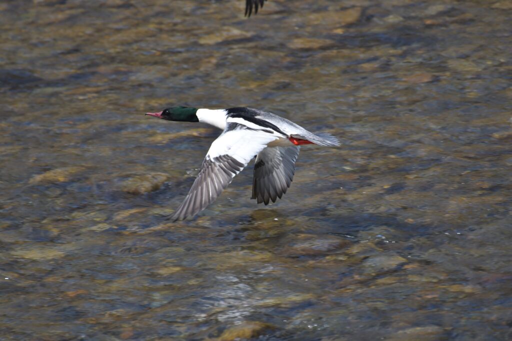 カワアイサ　　DSC_9318