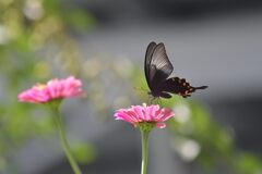 百日草にクロアゲハ　　DSC_1432