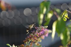 夕陽を浴びて　DSC_8909