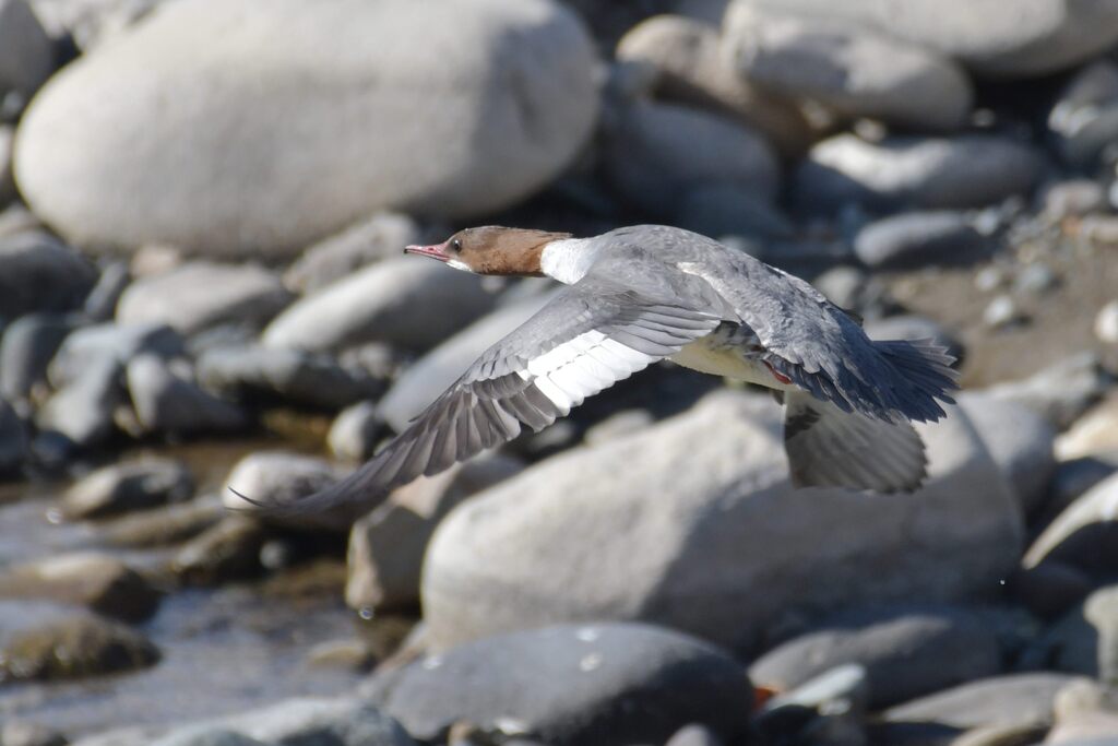 カワアイサの舞　　DSC_7114