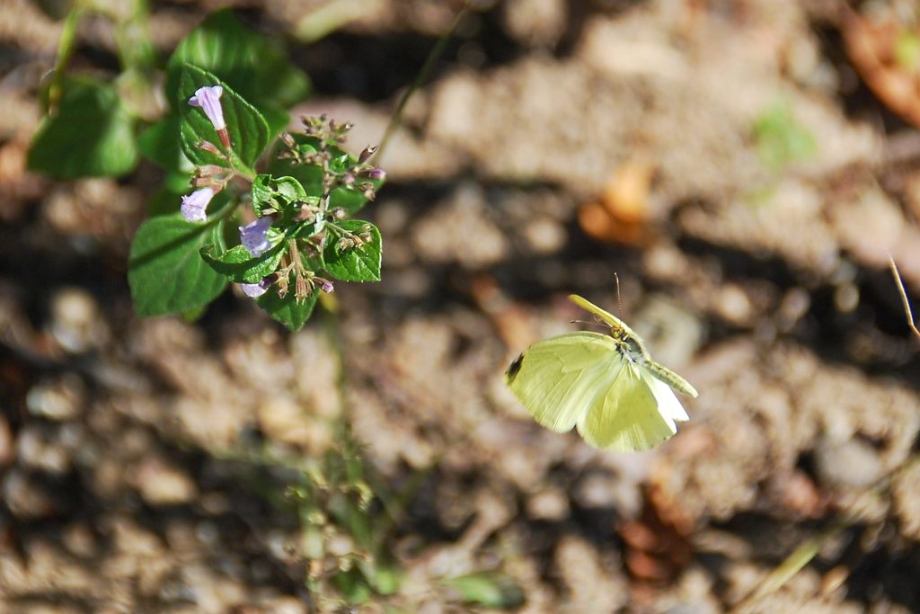 キタキチョウの舞　 DSC_4328