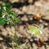 キタキチョウの舞　 DSC_4328