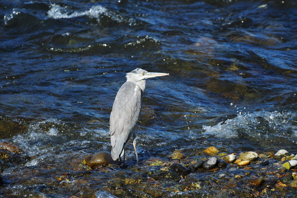 佇む　　DSC_3759