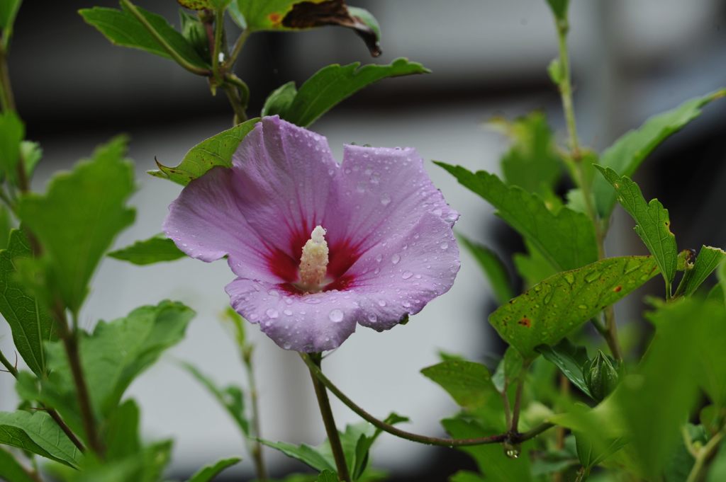 雨空を仰ぐ　DSC_3052