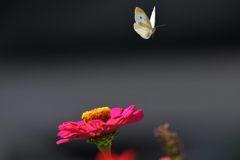 赤と白と　DSC_1036